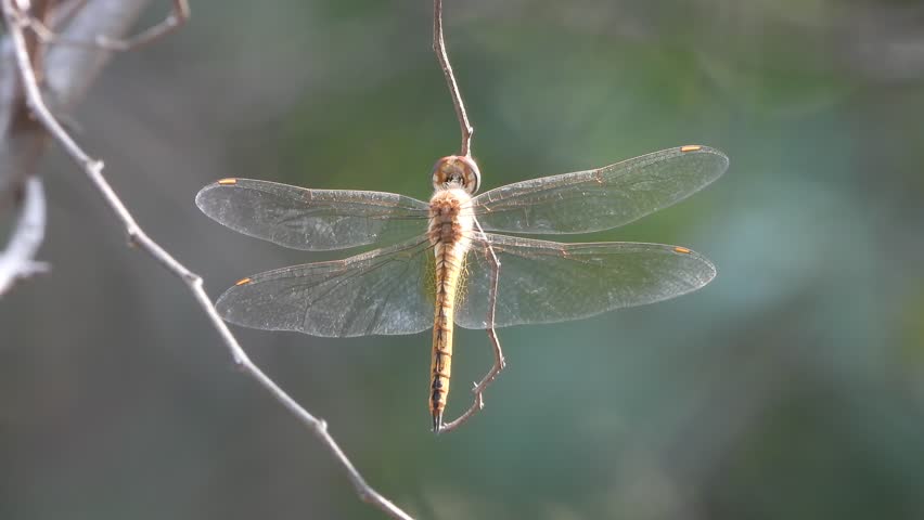 Dragonfly hanging on stick and wind .