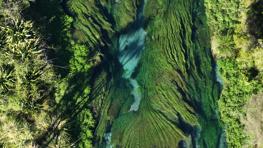 Top down aerial view of Te Waihou river with flowing plants and crystal clear water.