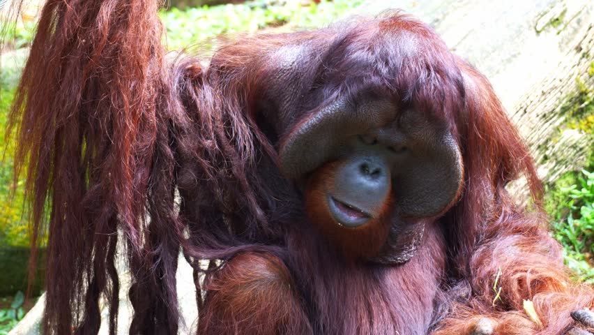 Close up portrait shot of an adult male Orangutan with prominent cheek pads chews on food.