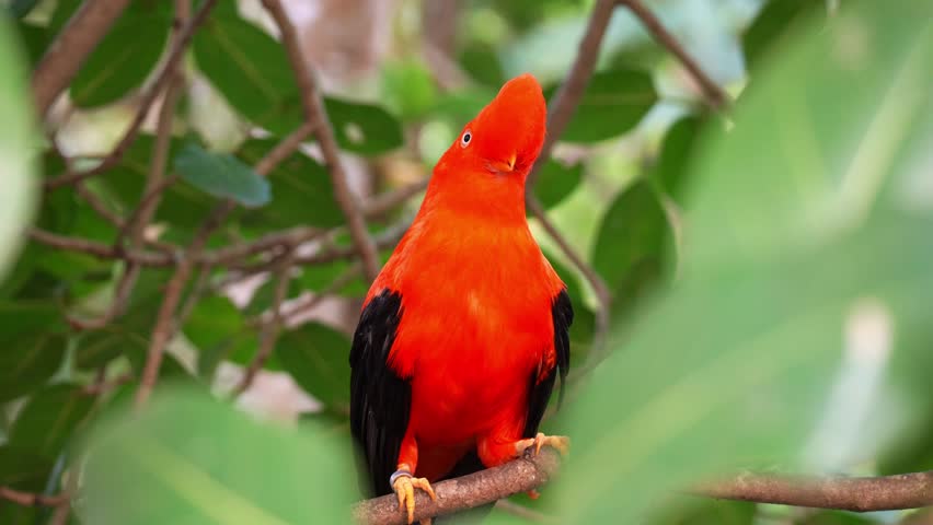 A male Andean cock-of-the-rock (Rupicola peruvianus) with striking plumage, perches on tree branch and looking around the surroundings, close up shot.