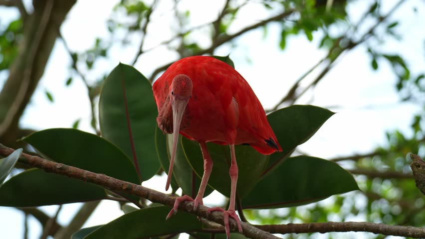 A Scarlet Ibis (eudocimus ruber) perches on tree branch, close up shot.