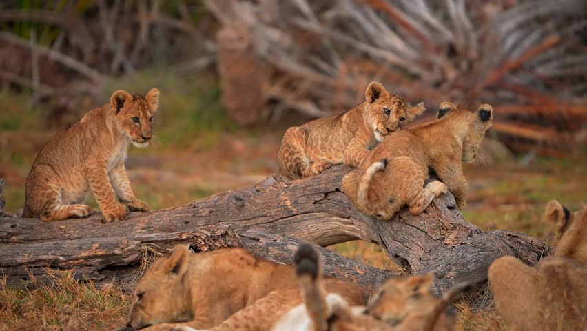 Lion Cub Family Moment in the Wild