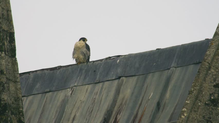 Peregrine falcon perched on rooftop ridge facing forward powerful bird of prey resting in urban environment with clear sky background United Kingdom
