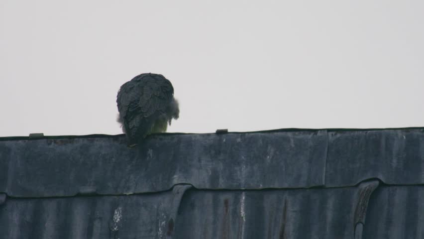 Peregrine falcon perched on rooftop edge seen from behind powerful bird of prey resting in urban environment wildlife behaviour United Kingdom