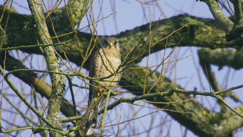 Common kestrel perched among tree branches facing forward small falcon bird of prey resting in woodland habitat British wildlife scene United Kingdom