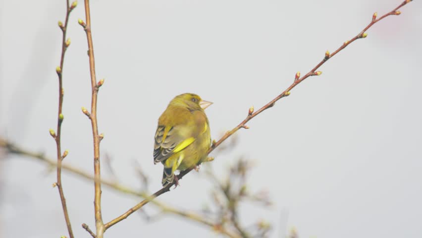 European greenfinch perched on slender tree branch showing rear view with yellow wing markings small British finch resting in spring woodland habitat United Kingdom