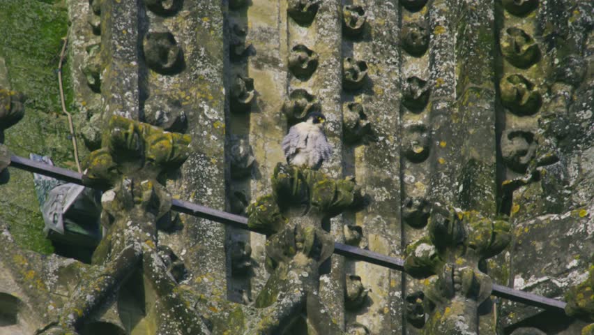 Peregrine falcon perched on historic cathedral architecture powerful bird of prey resting on stone ornamentation urban wildlife scene United Kingdom