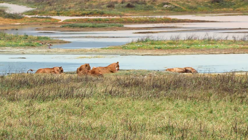Male and female lions rest beside a shallow lake on the Ngorongoro Crater plains as a lone hyena walks between them and the camera, capturing tense predator interaction in Tanzania’s wild savannah.