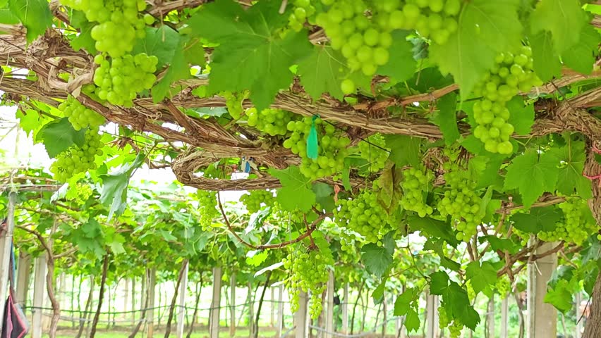 Bunch of grape on vine.