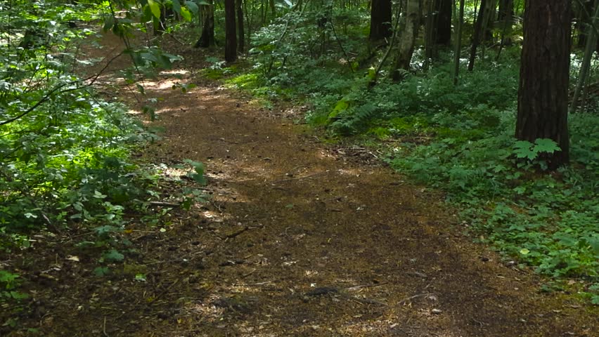 Sunny Nordic forest path covered with pine needles and surrounded by dense green foliage as soft light flickers through the trees.