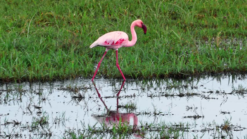 A lone, bright pink flamingo grazes and forages through thick mud in the wetlands of Ngorongoro Crater, Tanzania, set against vast African savannah plains. Serene wildlife scene, ideal for a safari.