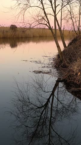 Reflection of tree on calm lake during sunset with soft warm tones, nature concept. Reflection mirrored on smooth surface, reflection of branches blends with shoreline peaceful evening. vertical