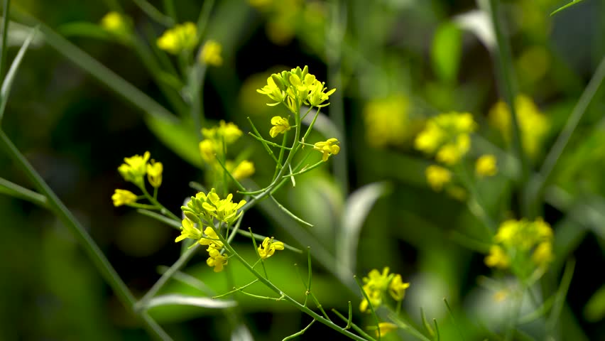 Mustard Leaf flowers or Lai Sak phul blooming and swaying in the breeze