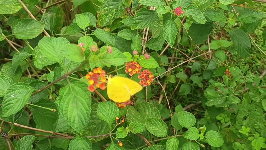 A vibrant, close-up photograph capturing two distinct clusters of Lantana camara flowers in a natural, lush garden setting. The lantana plant is in a state of profuse blooming, with the main cluster on the left prominently featuring a brilliant array of small, densely packed florets. This primary cluster showcases a transition of colors: the outermost ring of flowers are a bright, saturated pink, moving inward to a circle of fiery orange, and finally culminating in a core of bright, golden yellow. The entire cluster appears slightly damp, possibly from dew or rain, which adds a subtle sheen to the petals. To its right, a second, slightly smaller Lantana cluster displays a similar pattern of colors.
Both flower clusters emerge from sturdy, green stems and are surrounded by large, deeply veined, textured green leaves with distinct serrated edges. Several of the younger leaves near the flowers show a subtle purple or reddish hue on their tips and margins. The background is a soft, deeply blurred (bokeh) tapestry of varying shades of green foliage, indistinct stems, and a few patches of dry brown twigs, all under natural, diffused daylight that perfectly highlights the vivid colors of the blossoms. The composition draws the eye directly to the central, multicolored flower heads, emphasizing their complex structure. The focus is sharp on the central Lantana clusters and the immediate leaves, capturing their texture and saturation, while the periphery fades into a beautiful green mosaic. The scene is full of life and texture.
