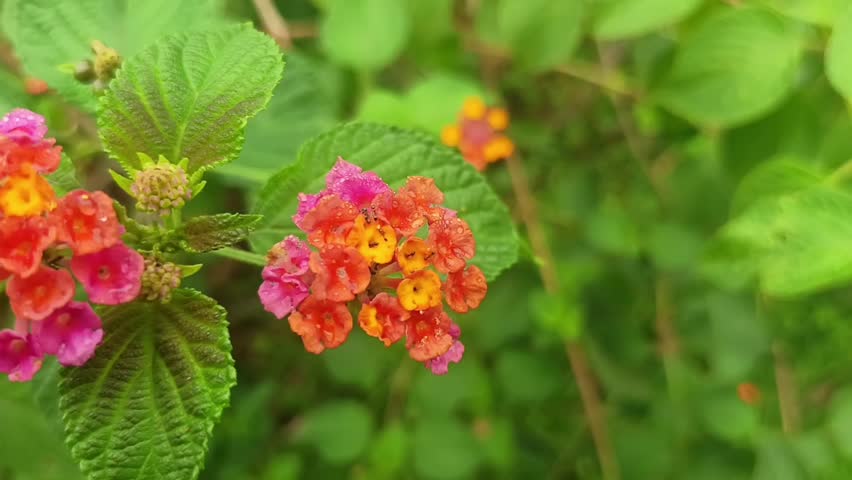 A vibrant, close-up photograph capturing two distinct clusters of Lantana camara flowers in a natural, lush garden setting. The lantana plant is in a state of profuse blooming, with the main cluster on the left prominently featuring a brilliant array of small, densely packed florets. This primary cluster showcases a transition of colors: the outermost ring of flowers are a bright, saturated pink, moving inward to a circle of fiery orange, and finally culminating in a core of bright, golden yellow. The entire cluster appears slightly damp, possibly from dew or rain, which adds a subtle sheen to the petals. To its right, a second, slightly smaller Lantana cluster displays a similar pattern of colors.
Both flower clusters emerge from sturdy, green stems and are surrounded by large, deeply veined, textured green leaves with distinct serrated edges. Several of the younger leaves near the flowers show a subtle purple or reddish hue on their tips and margins. The background is a soft, deeply blurred (bokeh) tapestry of varying shades of green foliage, indistinct stems, and a few patches of dry brown twigs, all under natural, diffused daylight that perfectly highlights the vivid colors of the blossoms. The composition draws the eye directly to the central, multicolored flower heads, emphasizing their complex structure. The focus is sharp on the central Lantana clusters and the immediate leaves, capturing their texture and saturation, while the periphery fades into a beautiful green mosaic. The scene is full of life and texture.
