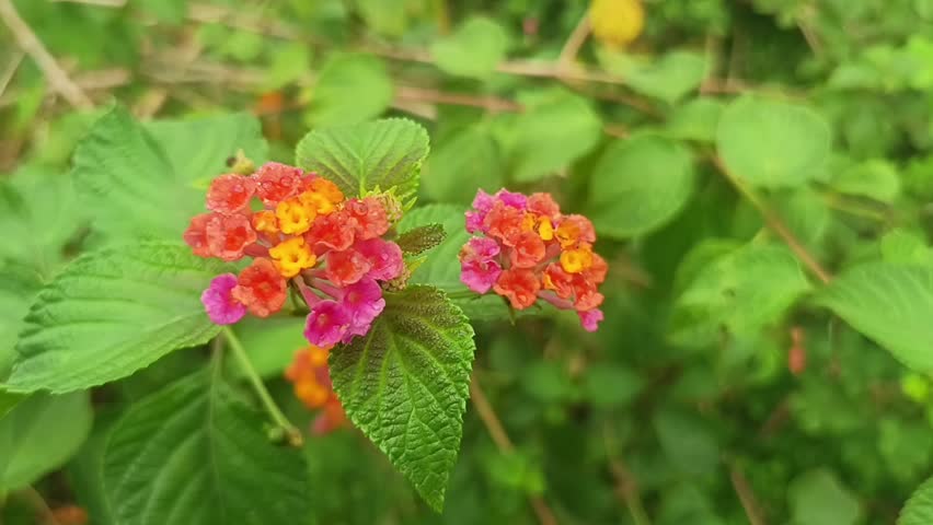 A vibrant, close-up photograph capturing two distinct clusters of Lantana camara flowers in a natural, lush garden setting. The lantana plant is in a state of profuse blooming, with the main cluster on the left prominently featuring a brilliant array of small, densely packed florets. This primary cluster showcases a transition of colors: the outermost ring of flowers are a bright, saturated pink, moving inward to a circle of fiery orange, and finally culminating in a core of bright, golden yellow. The entire cluster appears slightly damp, possibly from dew or rain, which adds a subtle sheen to the petals. To its right, a second, slightly smaller Lantana cluster displays a similar pattern of colors.
Both flower clusters emerge from sturdy, green stems and are surrounded by large, deeply veined, textured green leaves with distinct serrated edges. Several of the younger leaves near the flowers show a subtle purple or reddish hue on their tips and margins. The background is a soft, deeply blurred (bokeh) tapestry of varying shades of green foliage, indistinct stems, and a few patches of dry brown twigs, all under natural, diffused daylight that perfectly highlights the vivid colors of the blossoms. The composition draws the eye directly to the central, multicolored flower heads, emphasizing their complex structure. The focus is sharp on the central Lantana clusters and the immediate leaves, capturing their texture and saturation, while the periphery fades into a beautiful green mosaic. The scene is full of life and texture.
