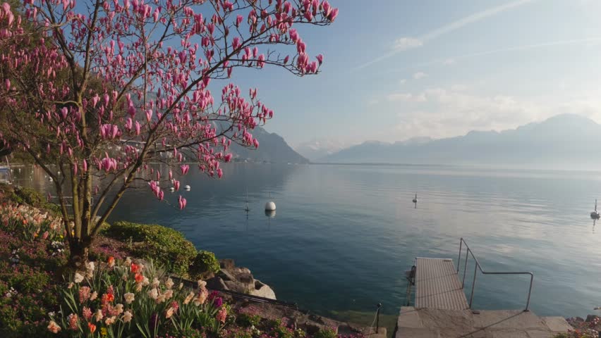 Scenic spring view of Lake Geneva in Montreux, Switzerland, featuring blooming magnolia tree in the foreground, calm reflective water and alpine mountains in the background. Peaceful and premium seasonal travel atmosphere.