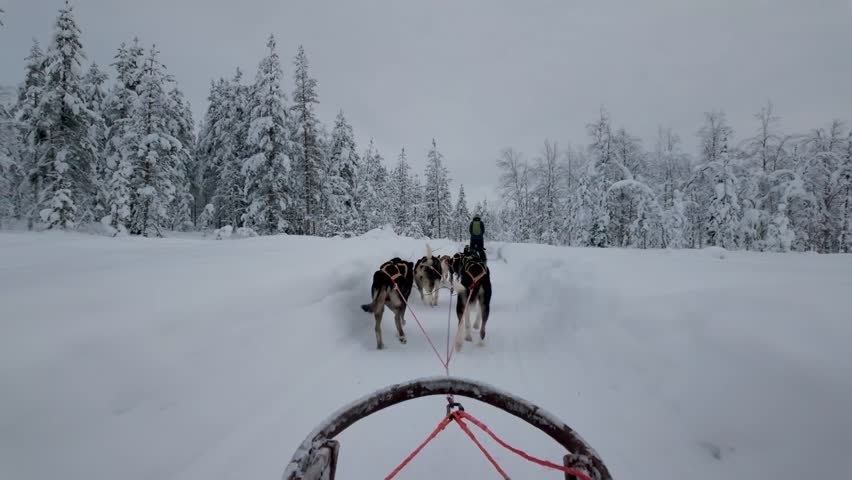 Experience the thrill of dog sledding in the serene snowy landscapes of Akaslompolo, Lapland, Finland. Gentle snowflakes fall as eager huskies pull their sled through the winter wonderland.