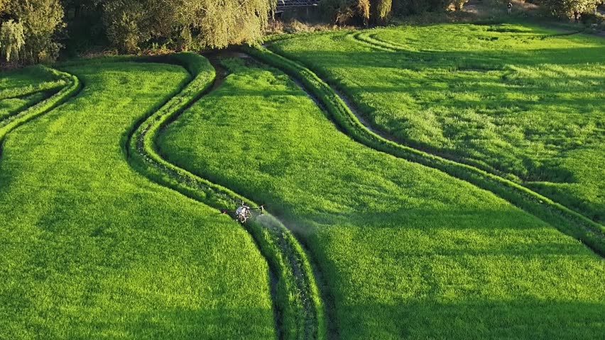 A drone spraying fertilizer over rice and corn fields at sunset.