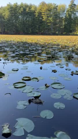 Closeup low angle panning shot of lily-pad pond in vertical mobile-first video, perfect for reels. Mobile-friendly video of gorgeous summer escape on a lake covered in lily pads with pine forest on distant shore.
