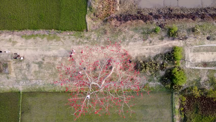 Authentic Bengal Countryside: Cinematic Drone View of Spring Blossoms and Farmland