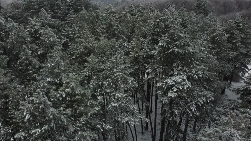 Winter Mountain Forest Covered With Snow