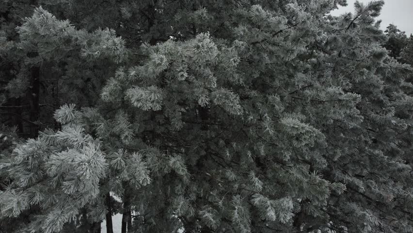 Winter Mountain Forest Covered With Snow