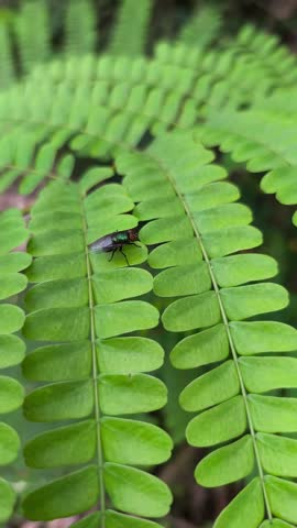 Detailed macro shot of a metallic green fly resting on ferns