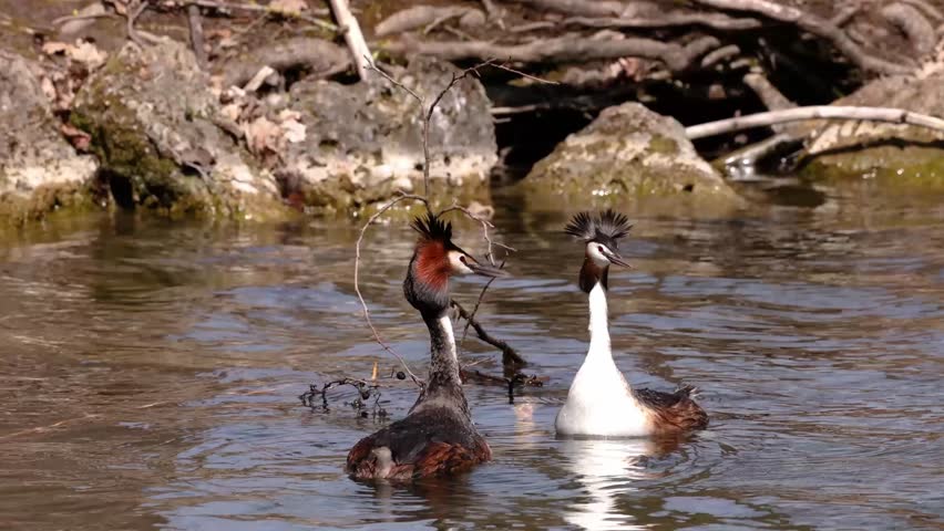 Couple of Great Crested Grebe, Podiceps cristatus building their nest. Bird with beautiful orange colors, water bird with red eyes. It is the largest member of the grebe family found in the Old World.