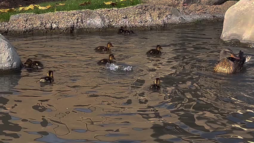 Cute ducklings swimming and diving in calm pond water, peaceful wildlife scene with baby ducks exploring nature
