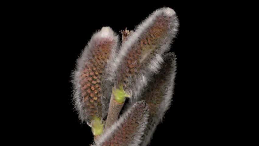 Close view of a pussy willow branch with soft catkins and yellow stamens opening time lapse, isolated on pure black background.