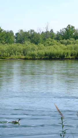 Family of ducks, a duck and its little ducklings are swimming in the water, floating on river. Duck family on lake water river chicks brood parents. Duck mallard takes care of its newborn ducklings