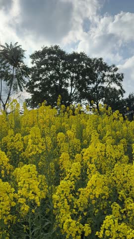 A beautiful vertical shot of vibrant yellow canola flowers blooming beneath green trees under a bright, cloudy sky in the countryside.