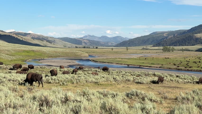 Bisons in Lamar Valley, Yellowstone National Park, USA