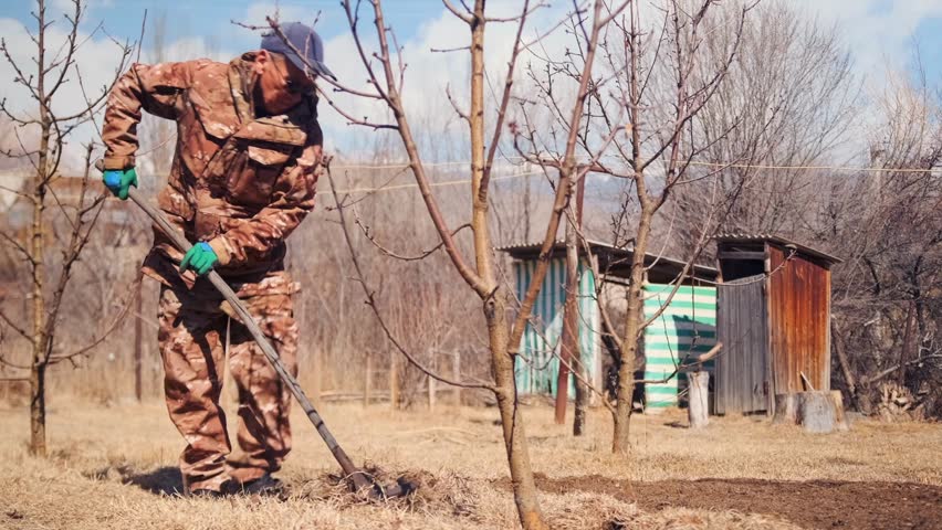Person Cultivating Young Trees Conscientiously, Individual Diligently Harrowing Soil Among Budding Fruit Trees, Dedicated Worker In Rustic Setting Preparing Land For Planting Young Orchard Trees