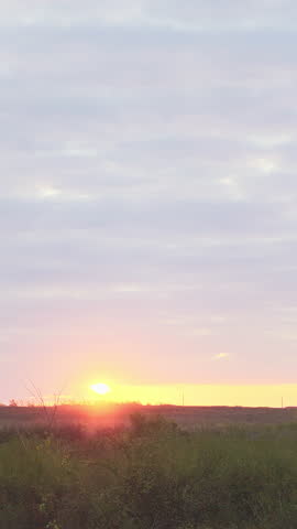 Green grass with bushes and trees against the backdrop of the sunrise. Vertical video. Spring landscape.