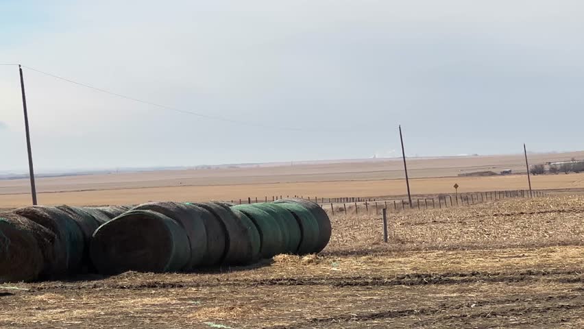 Round hay bales scattered across dry prairie field under clear sky in rural Alberta, Canada