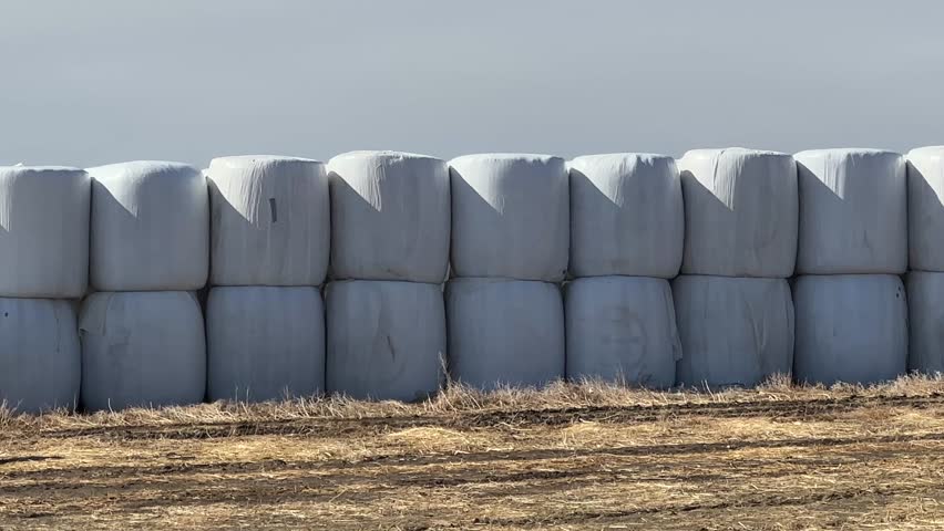 Round hay bales scattered across dry prairie field under clear sky in rural Alberta, Canada
