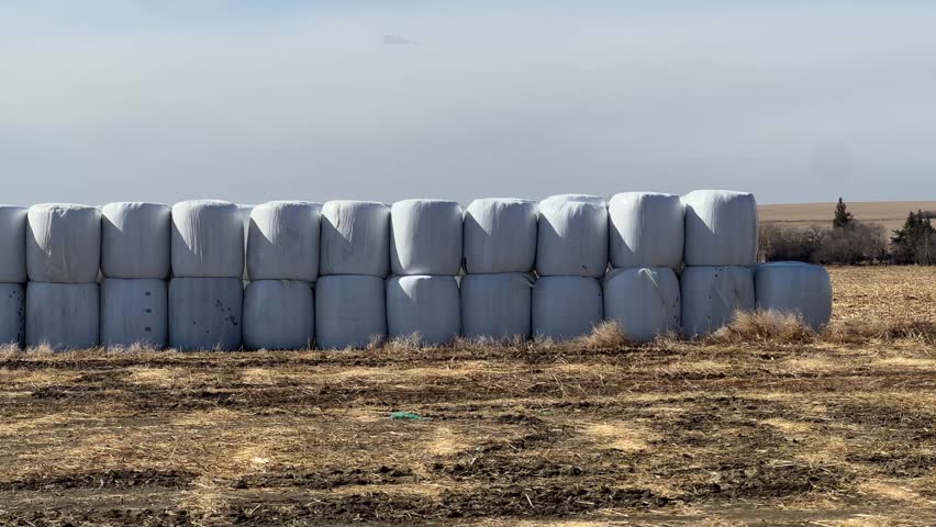 Round hay bales scattered across dry prairie field under clear sky in rural Alberta, Canada