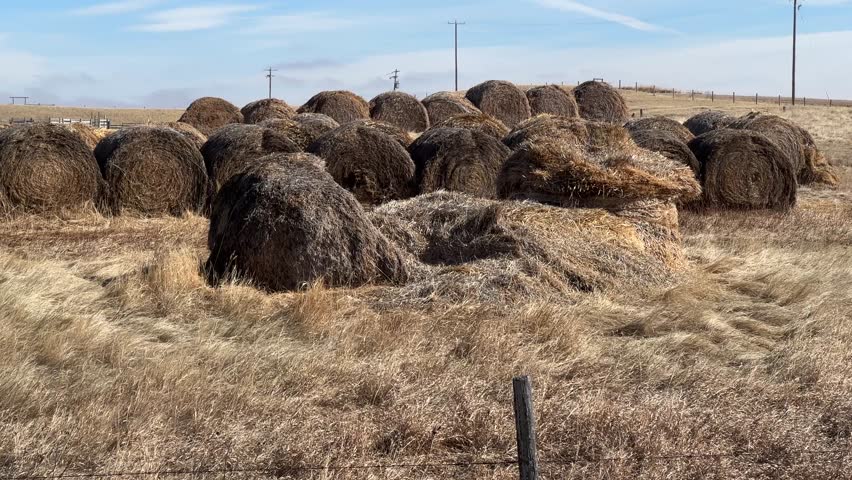 Round hay bales scattered across dry prairie field under clear sky in rural Alberta, Canada