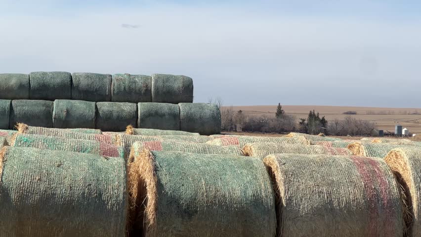 Round hay bales scattered across dry prairie field under clear sky in rural Alberta, Canada