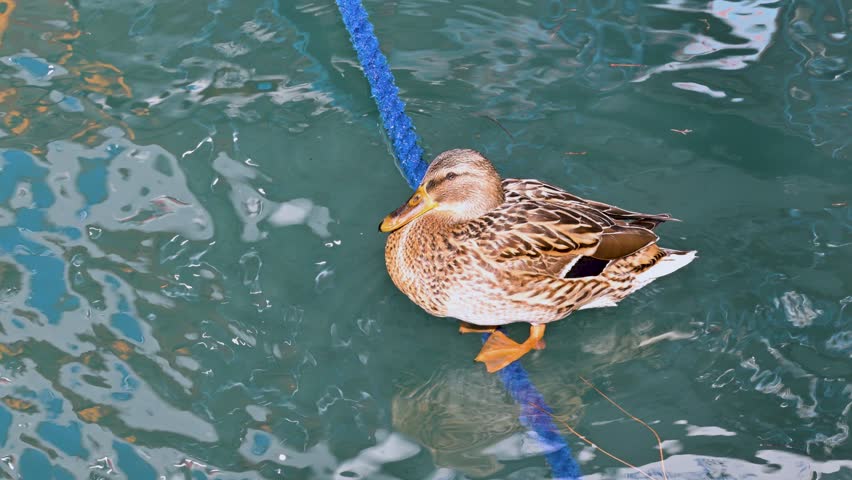 Female mallard duck calmly sitting and sleeping on a blue mooring rope. The bird floats gently in the turquoise sea water of Fethiye harbor