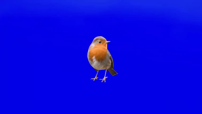 Small robin bird standing isolated on blue background  