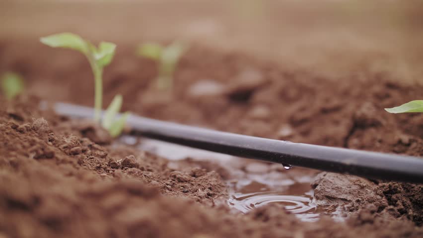 Automatic drip irrigation system watering young green seedlings in an agricultural field