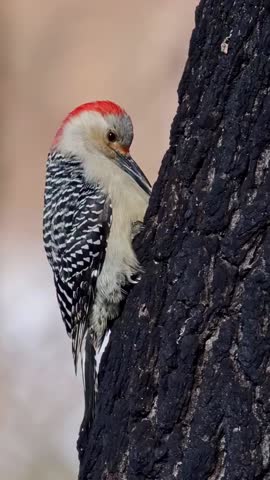 Red Bellied Woodpecker Perched on a Tree Trunk