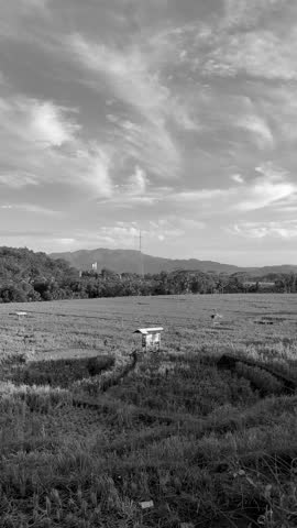 Black and White Rice Field with Mountain Landscape