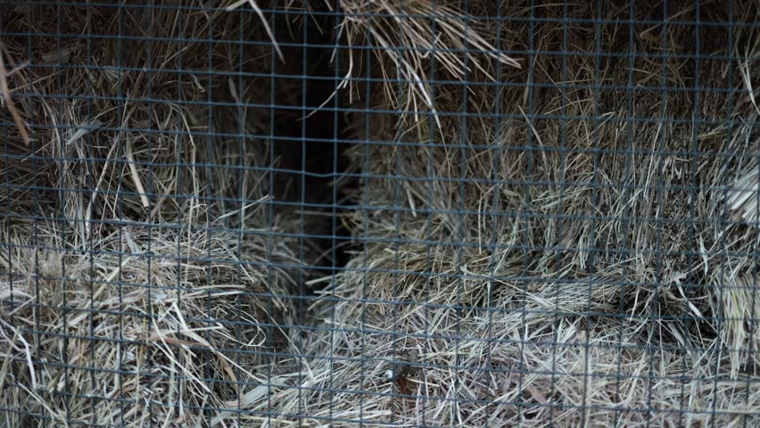 Stacked hay bales behind metal fence forming rustic storage scene on farm showing agricultural supplies dry straw texture and rural countryside environment