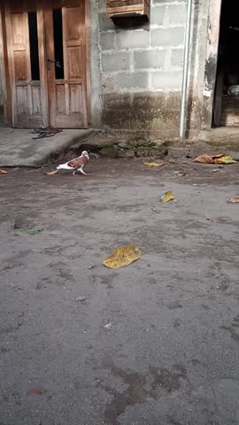 A pair of pigeons were looking for seeds around the brick house