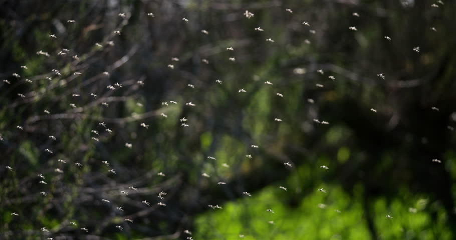Mosquitoes against a dark background, the Camargue, Southern France