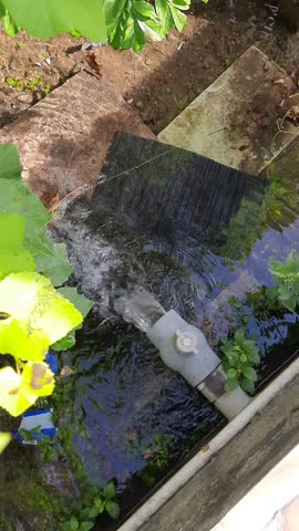 The water flowing in the grape garden is clean and the sound of water flows